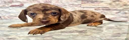 Miniature Dachshund dogs for sale: Miniature Dachshund Maisie [DNA Proof] - Ad 1