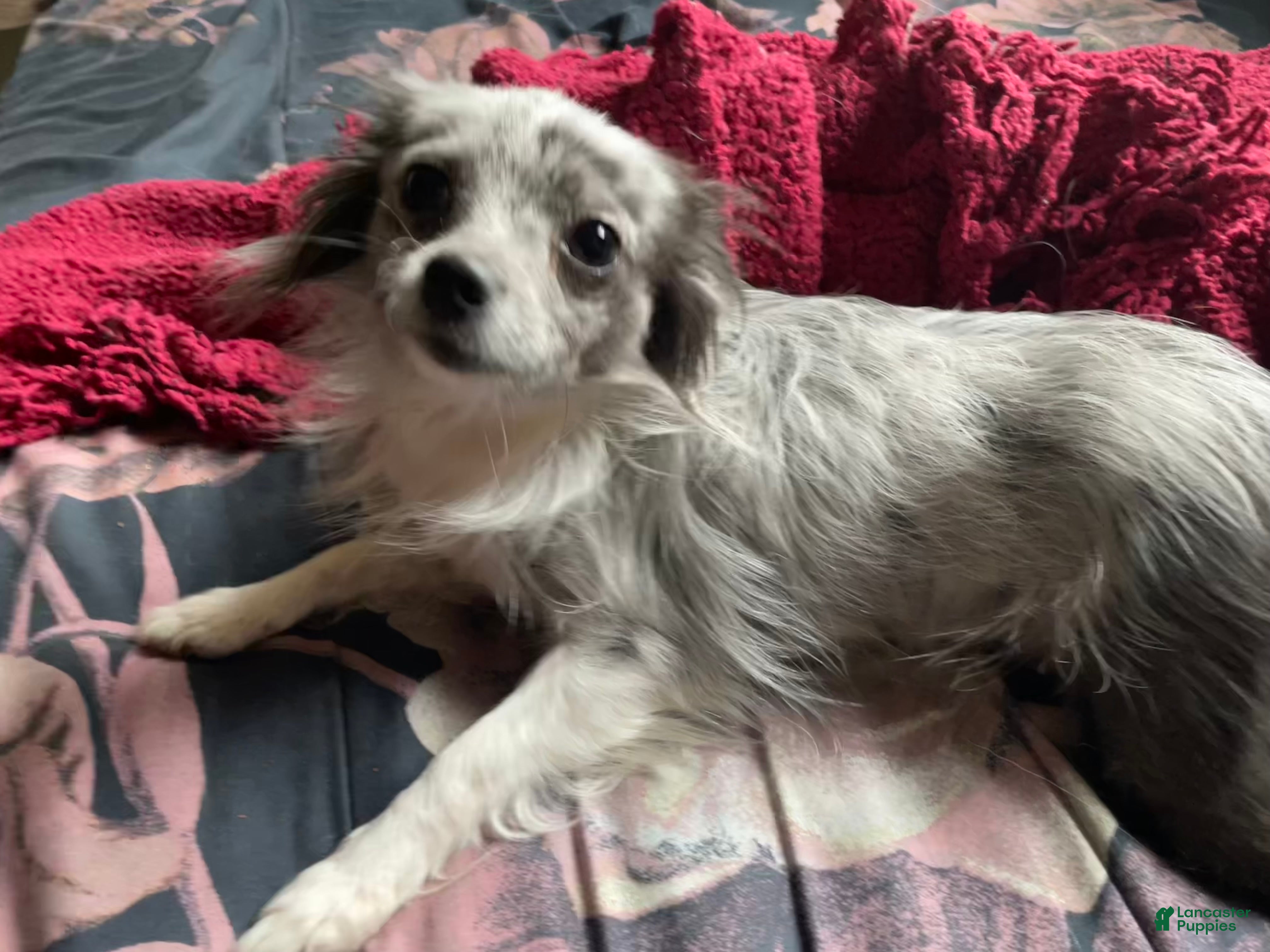 Pomchi dogs Pomchi Puppy 1 - Ad 1