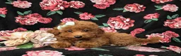 Mini Goldendoodle dogs for sale: Stefani 10 lbs full grown - Ad 7