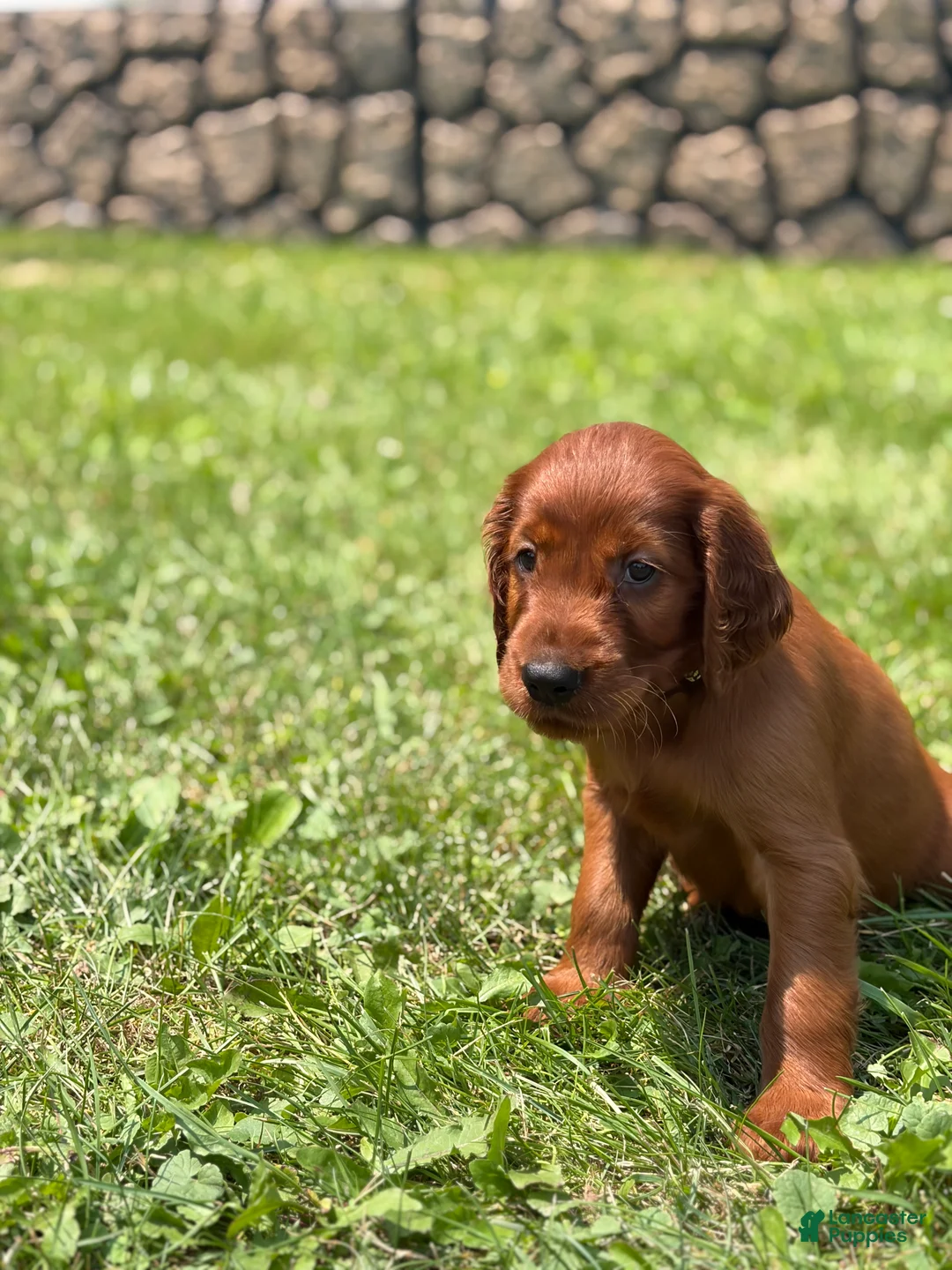 Irish Setter dogs for sale: Black collar - Ad 2