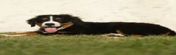 Bernese Mountain Dog dogs for sale: Janita Bernese Mountain Dog  - Ad 3