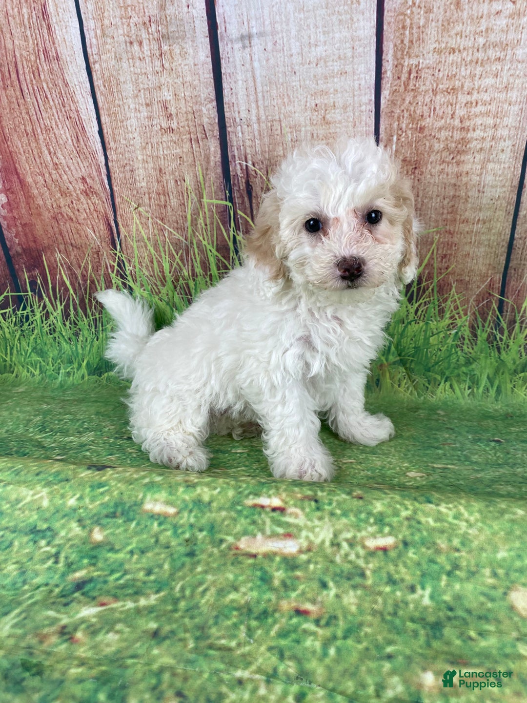 Miniature Poodle dogs for sale: Charlie - Ad 13