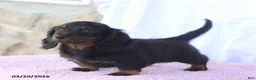 Miniature Dachshund dogs for sale: Andrew - Ad 3