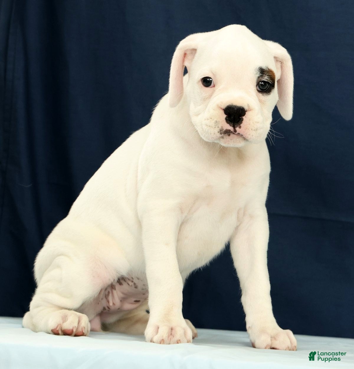 Boxer dogs Tessie - Ad 2