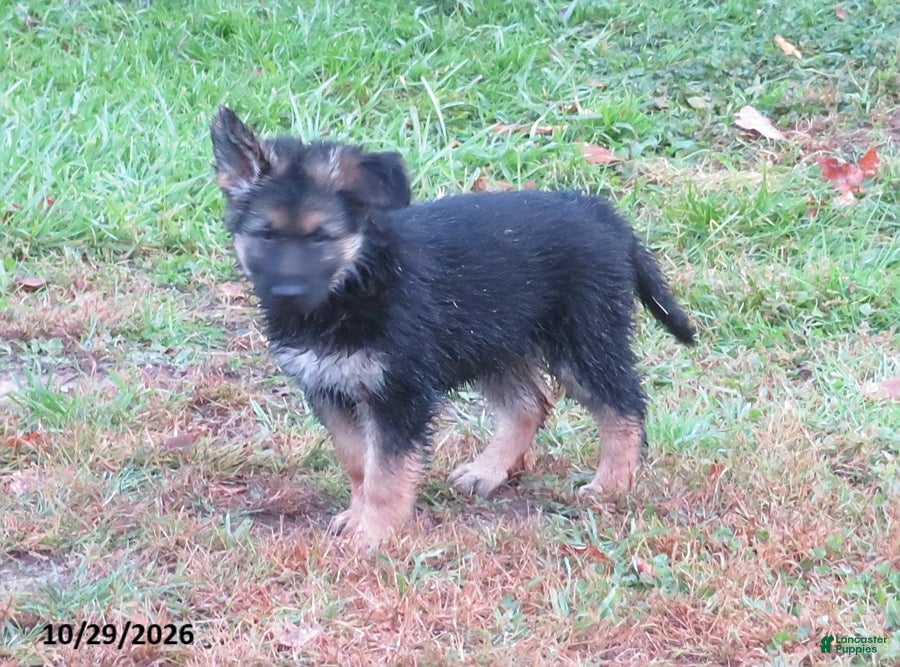 German Shepherd dogs for sale: Willow - Ad 36