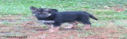 German Shepherd dogs for sale: Willow - Ad 1