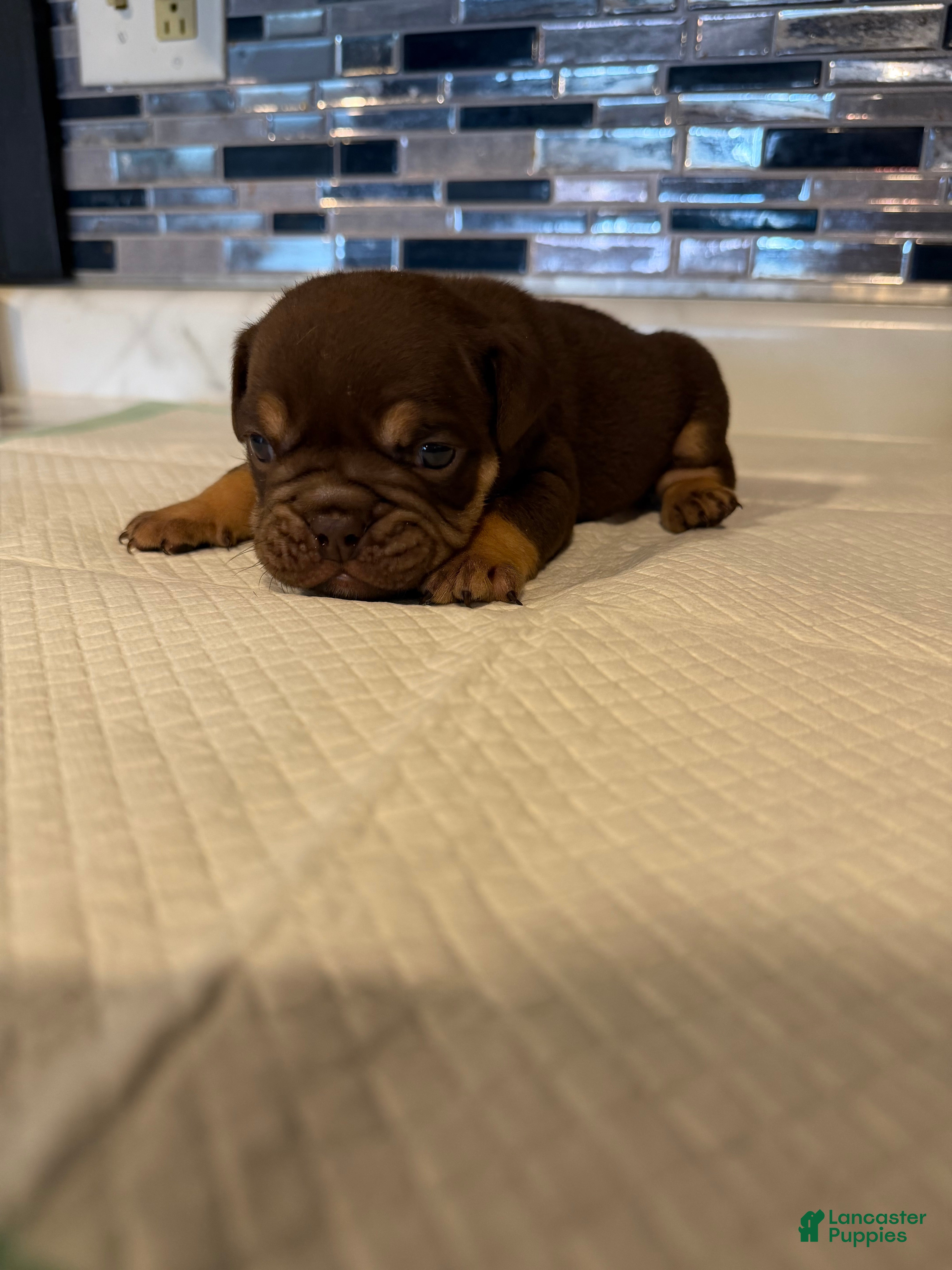 English Bulldog dogs Chocolate Full suit male - Ad 26