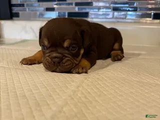 English Bulldog dogs Chocolate Full suit male - Ad 40