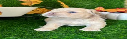 French Bulldog dogs for sale: Mr. Waffles  - Ad 5