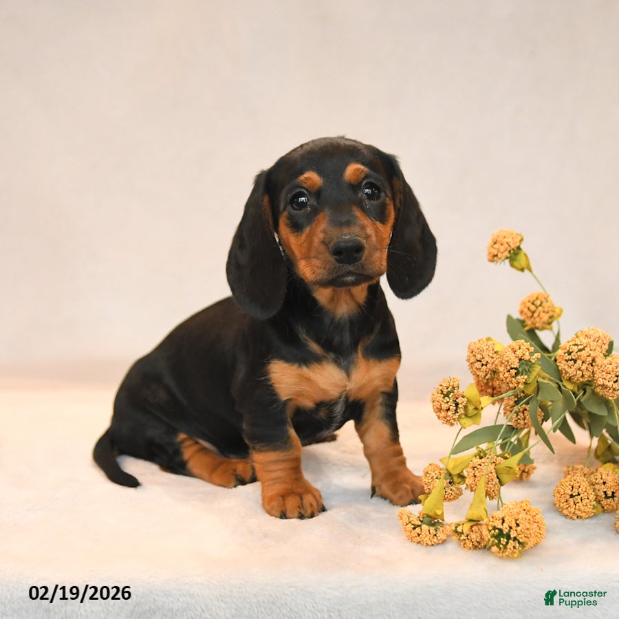 Miniature Dachshund dogs Olivia - Ad 2