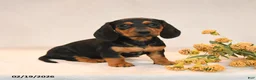 Miniature Dachshund dogs for sale: Olivia - Ad 2