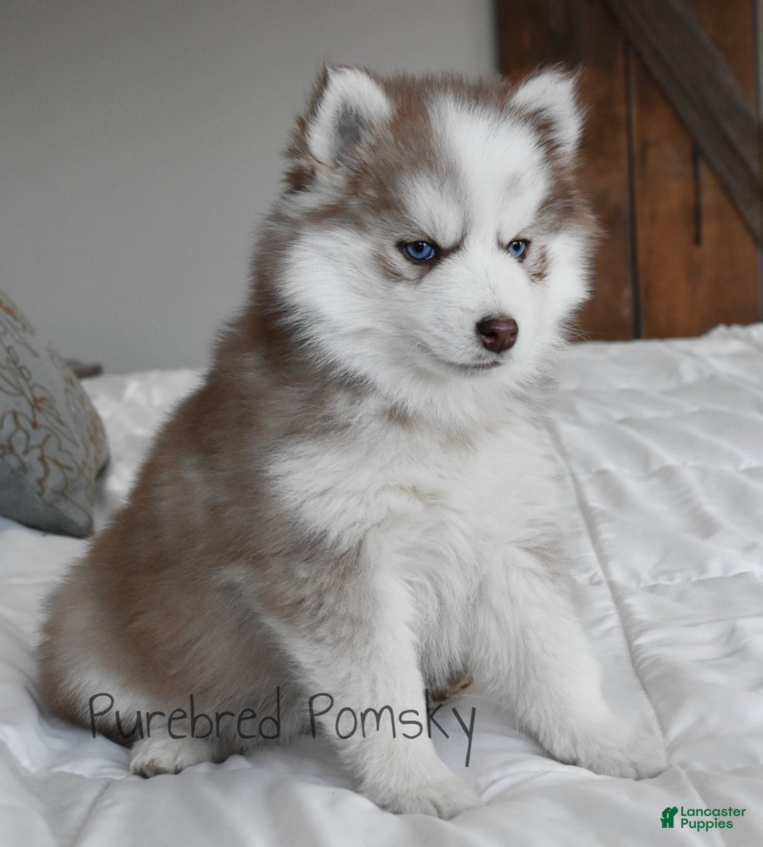 Pomsky dogs for sale: Winston - Ad 3