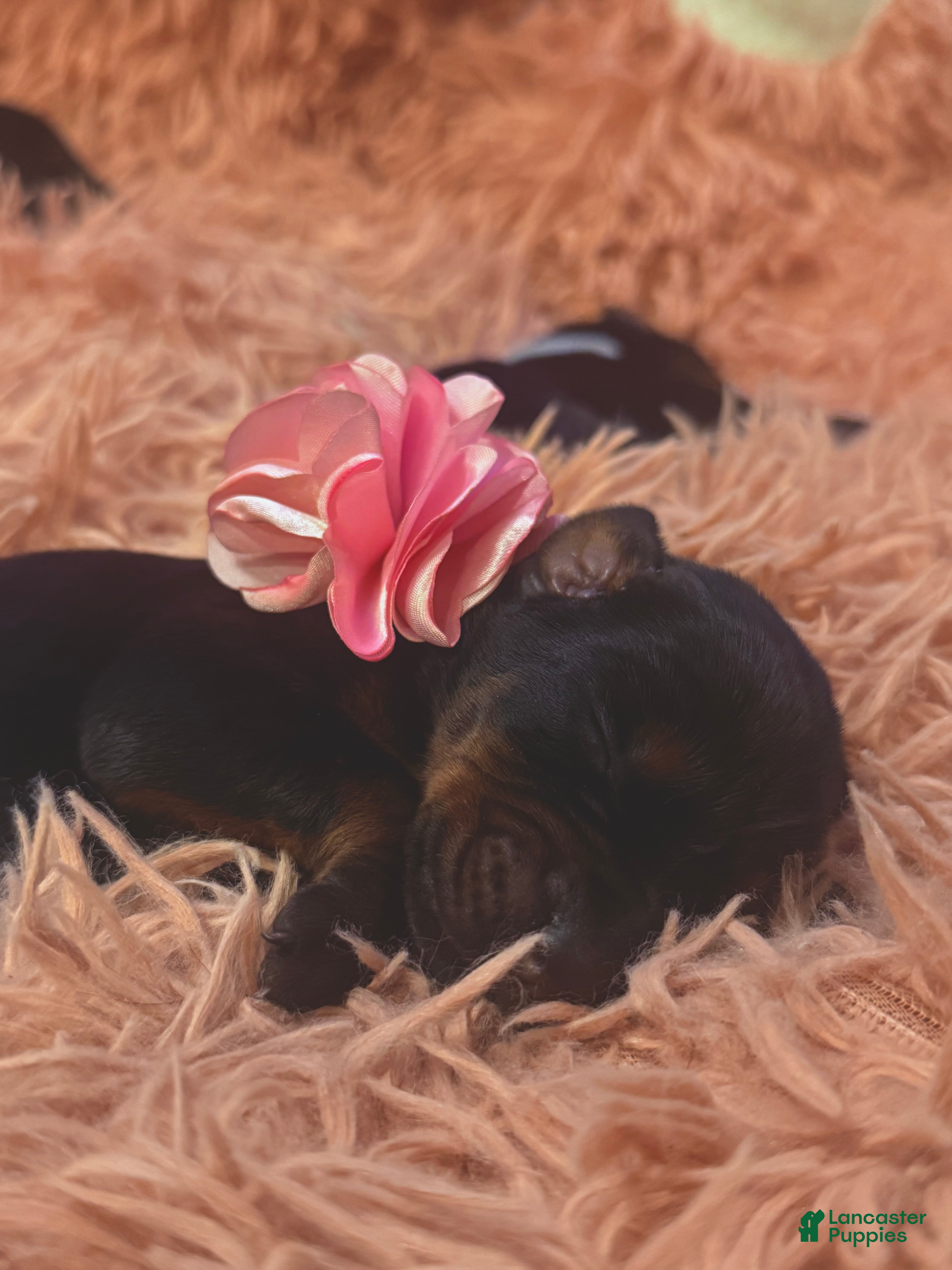 Doberman Pinscher dogs European Doberman Female (Pink Collar) - Ad 1