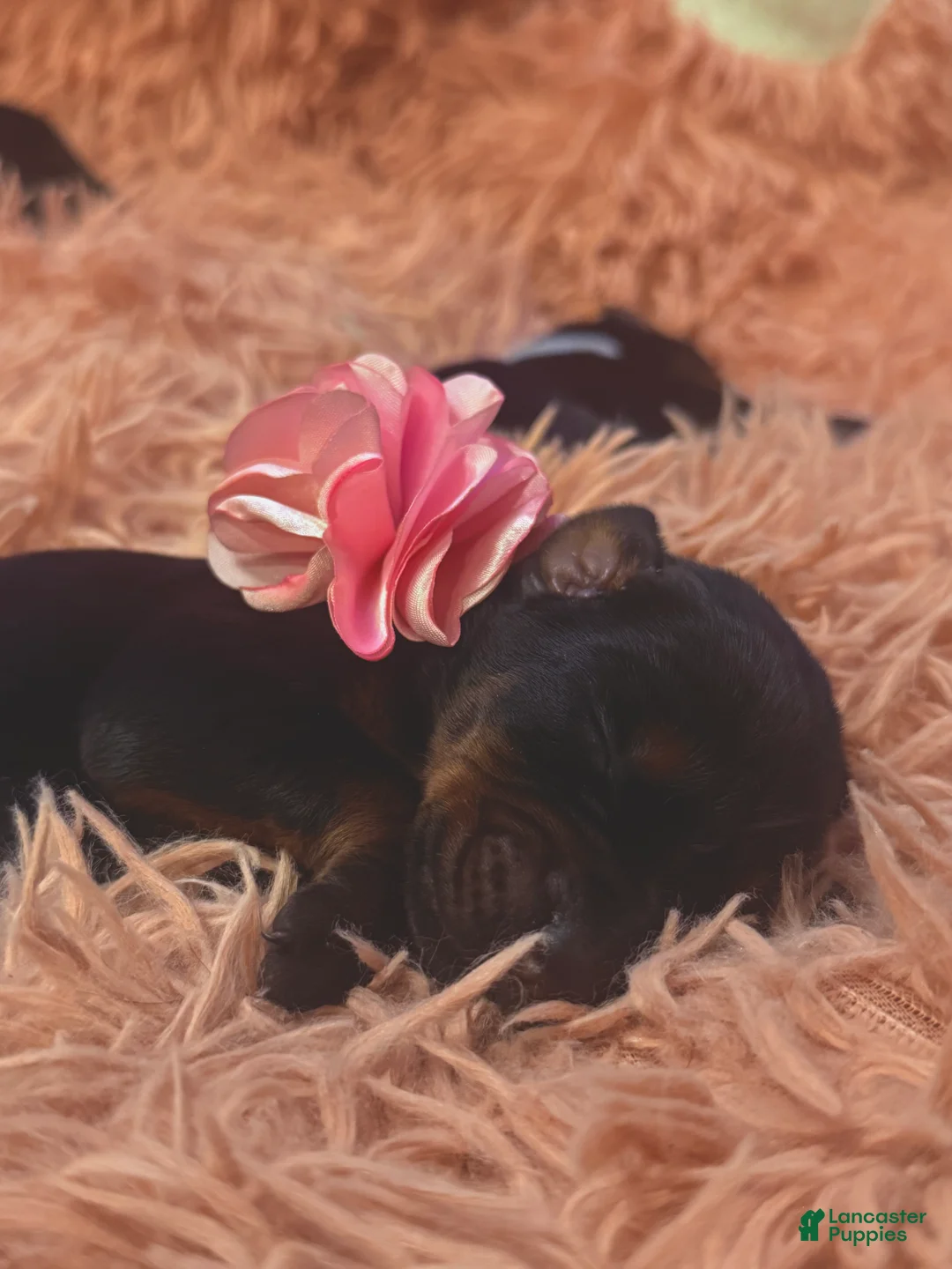 Doberman Pinscher dogs for sale: European Doberman Female (Pink Collar) - Ad 1