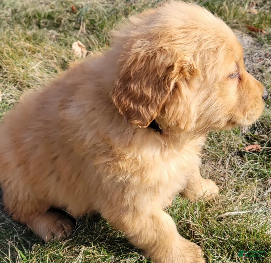 Golden Retriever dogs for sale: Duke - Ad 2