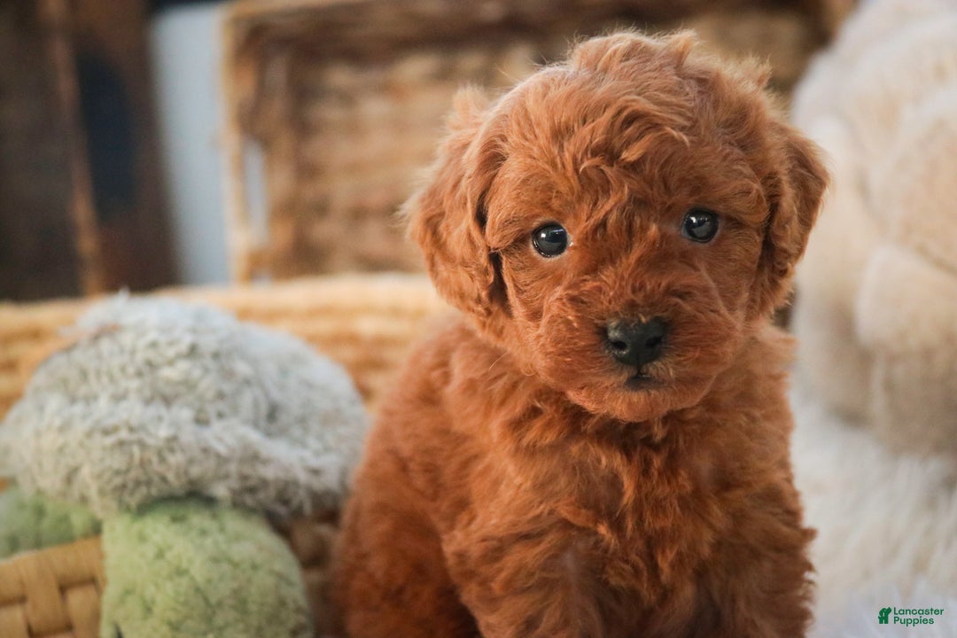 Miniature Poodle dogs for sale: Farley - Ad 6