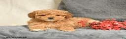 Maltipoo dogs for sale: Sandy - Ad 4