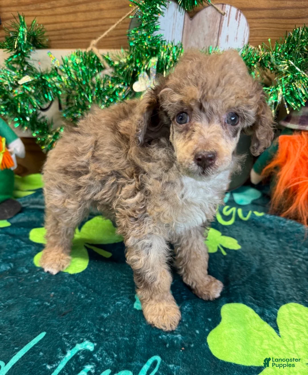 Miniature Poodle dogs for sale: Snickers - Ad 3