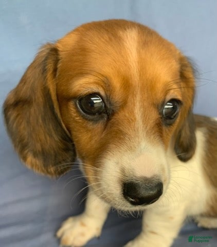 Miniature Dachshund dogs Chloe - Ad 1