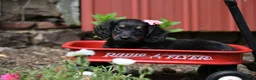 Miniature Dachshund dogs for sale: Bella - Ad 9