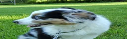 Australian Shepherd dogs for sale: Bleu - Ad 4
