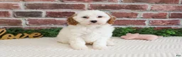 Cavapoo dogs for sale: Emerald  - Ad 3