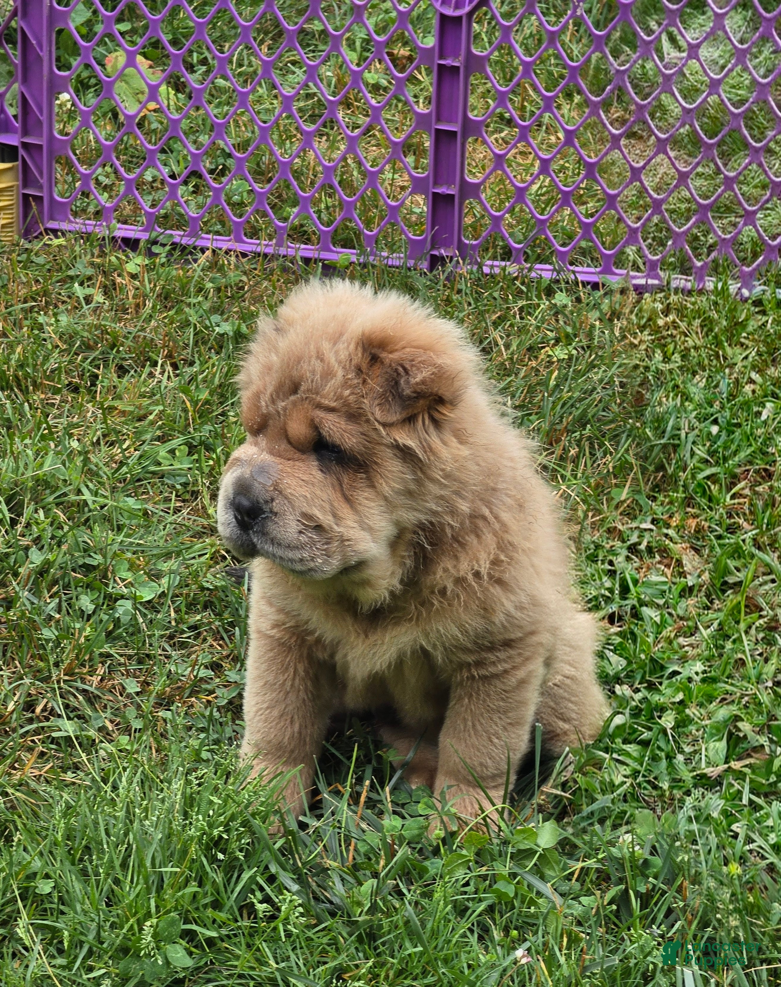 Shar Pei dogs Roman - Ad 2