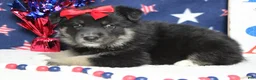 Mixed Breed dogs for sale: Violet  - Ad 5