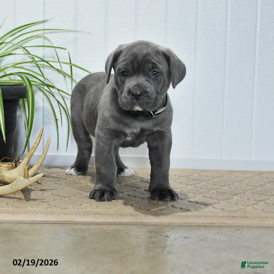 Cane Corso dogs Grayson - Ad 1