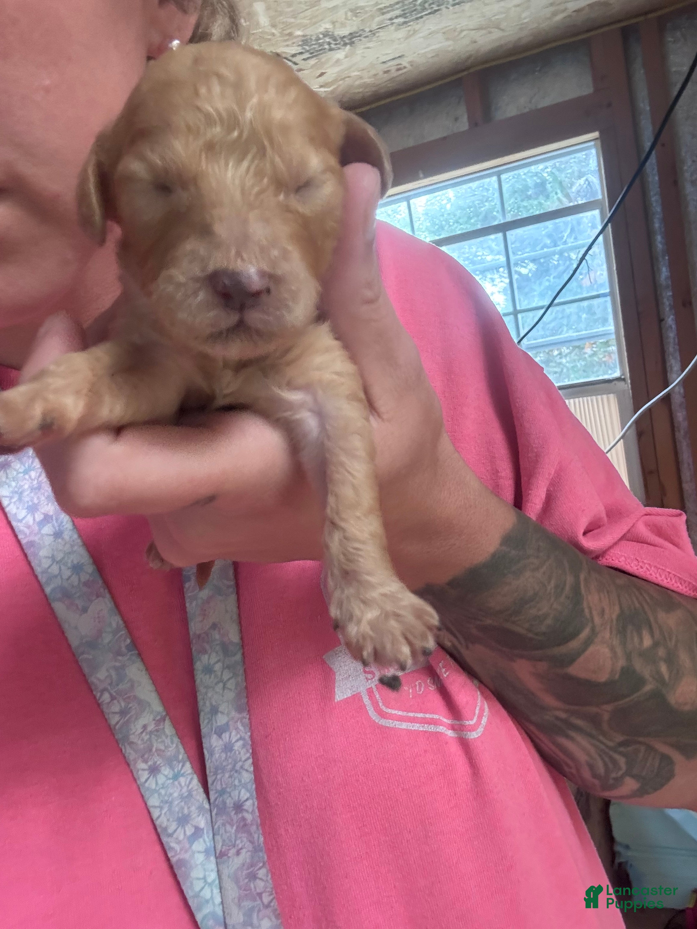 Cavapoo dogs Cavapoo 1 - Ad 1
