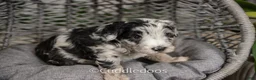 Sheepadoodle dogs for sale: Zinnia - Ad 8