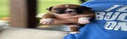Boxer dogs for sale: Peanut - Ad 9