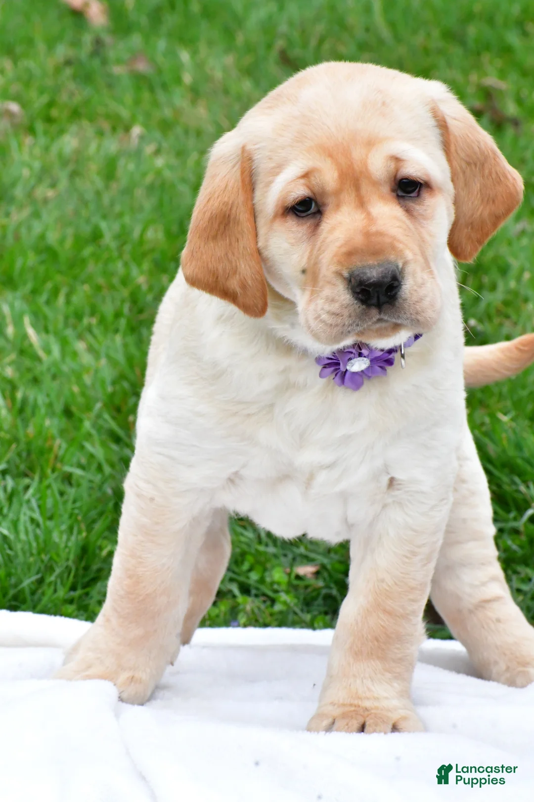 Labrador Retriever dogs for sale: Beth - Ad 2