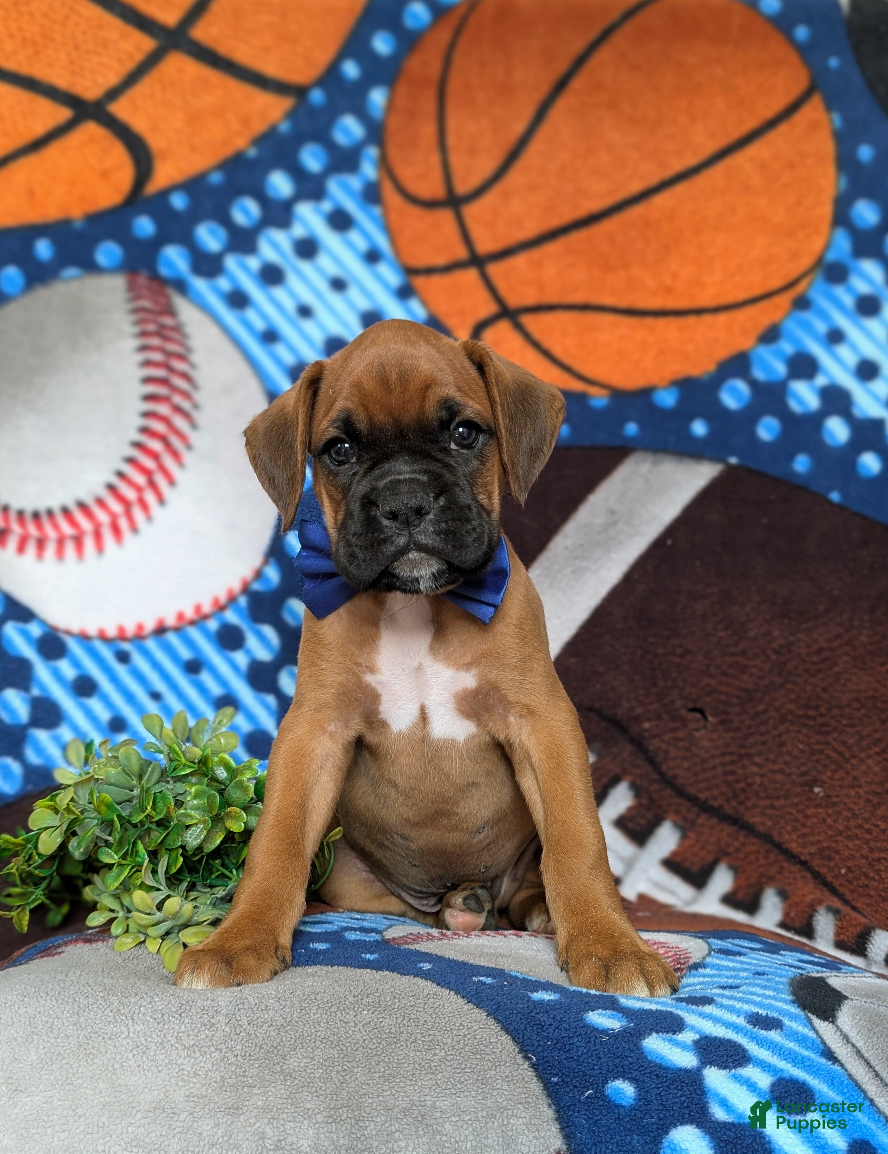 Boxer dogs Tye - Ad 2