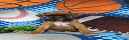Boxer dogs for sale: Tye - Ad 2