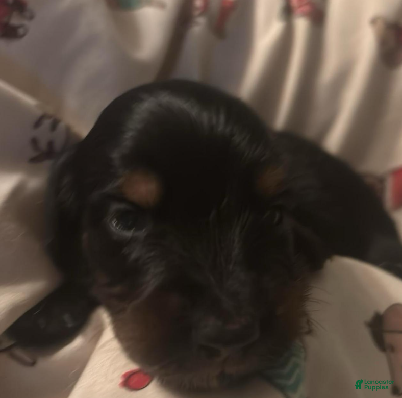 Dachshund dogs Fritz-Long Hair - Ad 1