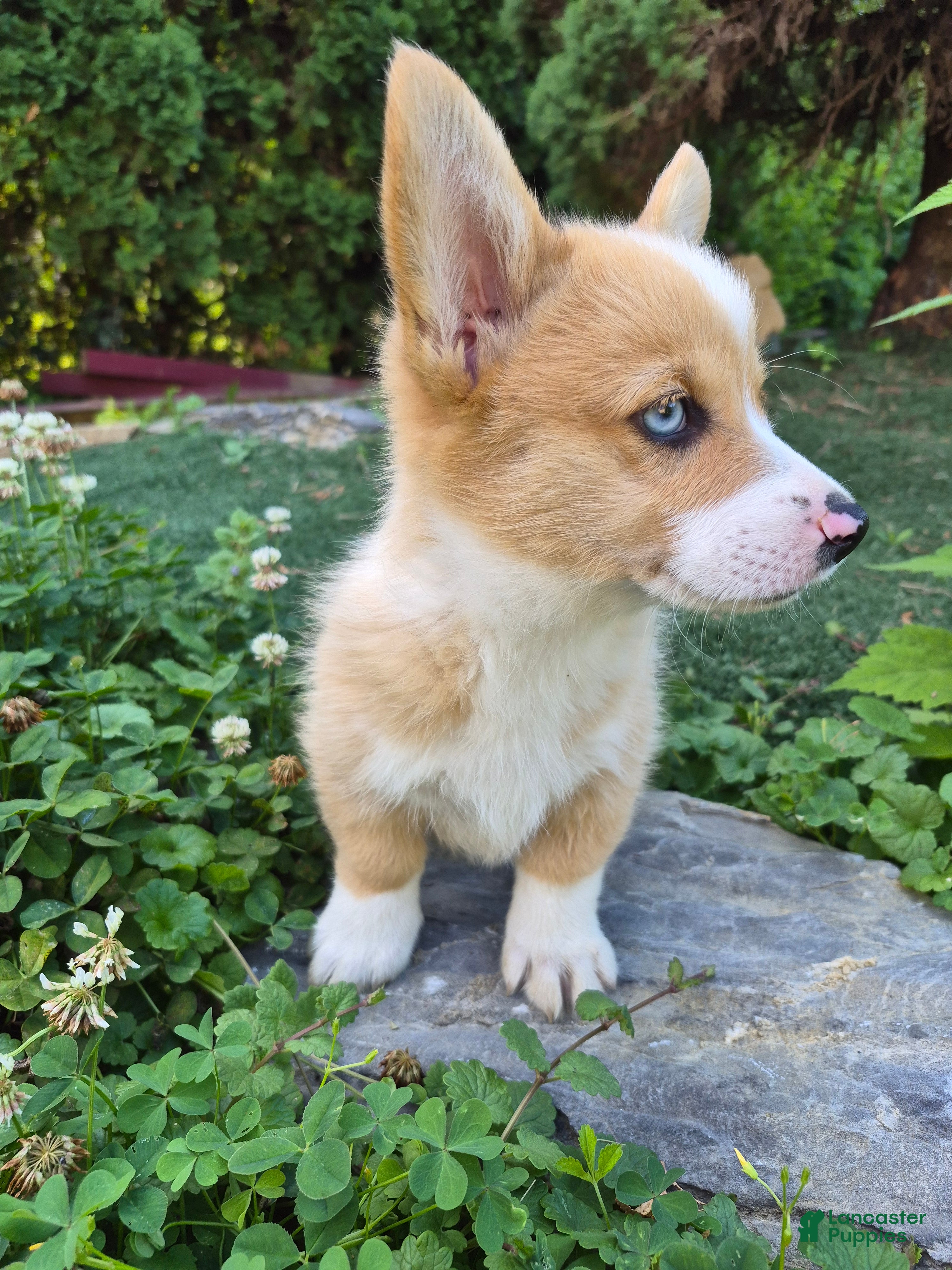 Welsh Corgi Pembroke dogs Pink - Ad 1