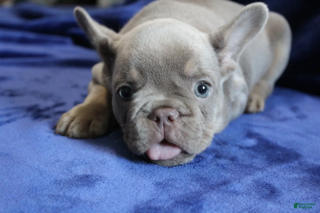 French Bulldog dogs for sale: Blue_M_2026 - Ad 2