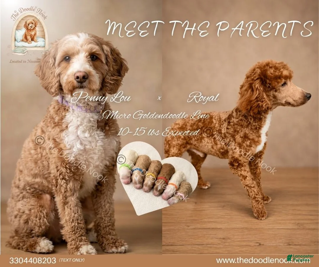 Mini Goldendoodle dogs for sale: Chai🐾 🐶 - Ad 2