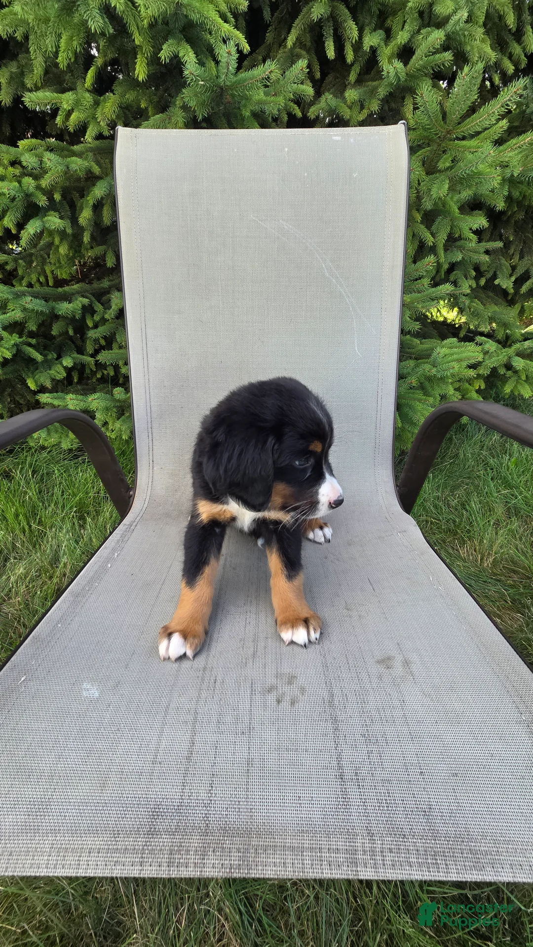 Bernedoodle dogs for sale: Bernedoodle dark green - Ad 8