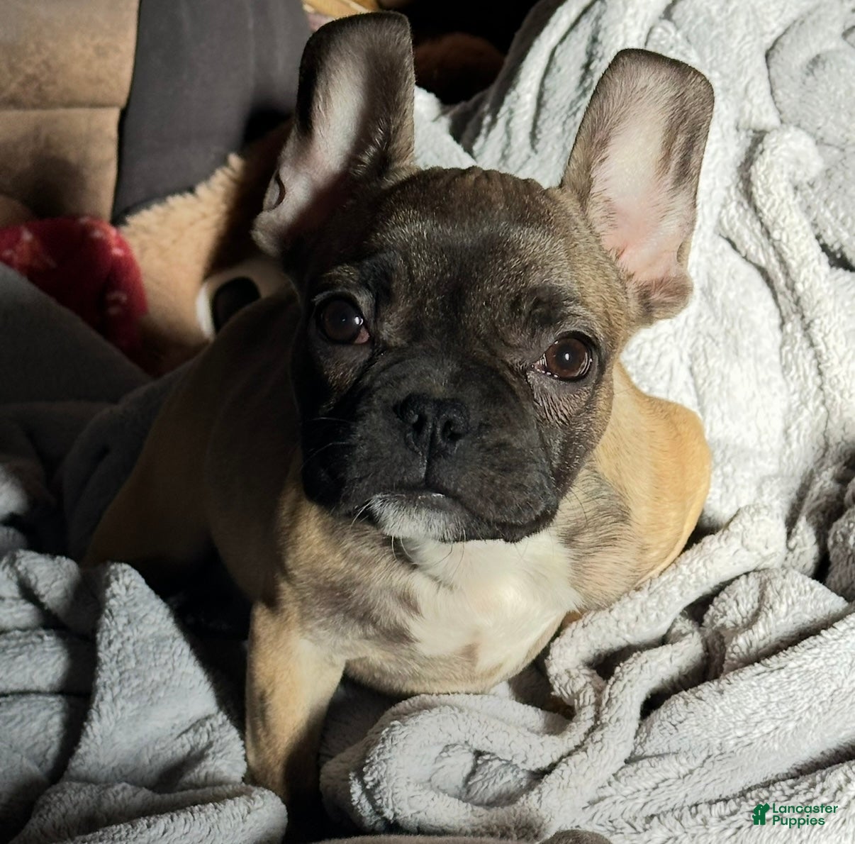 French Bulldog dogs French Bulldog Puppy 3 - Ad 13