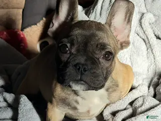French Bulldog dogs French Bulldog Puppy 3 - Ad 37