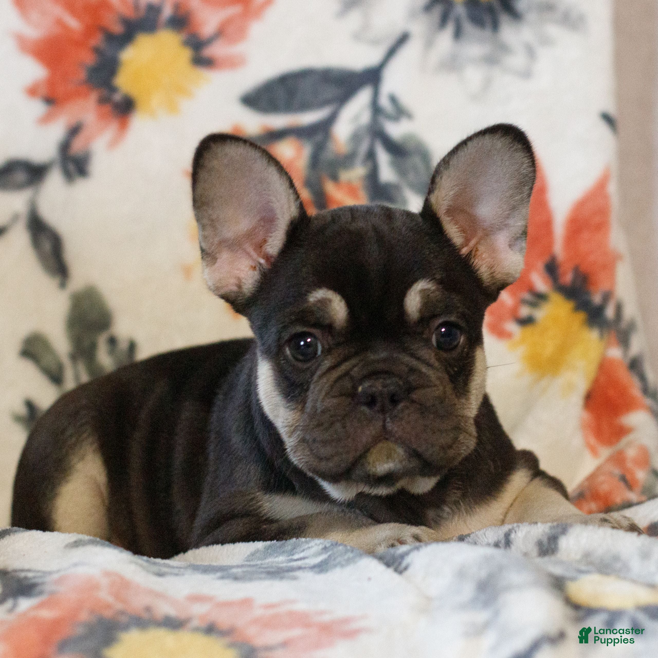 French Bulldog dogs Cassandra  - Ad 2