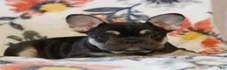 French Bulldog dogs for sale: Cassandra  - Ad 2