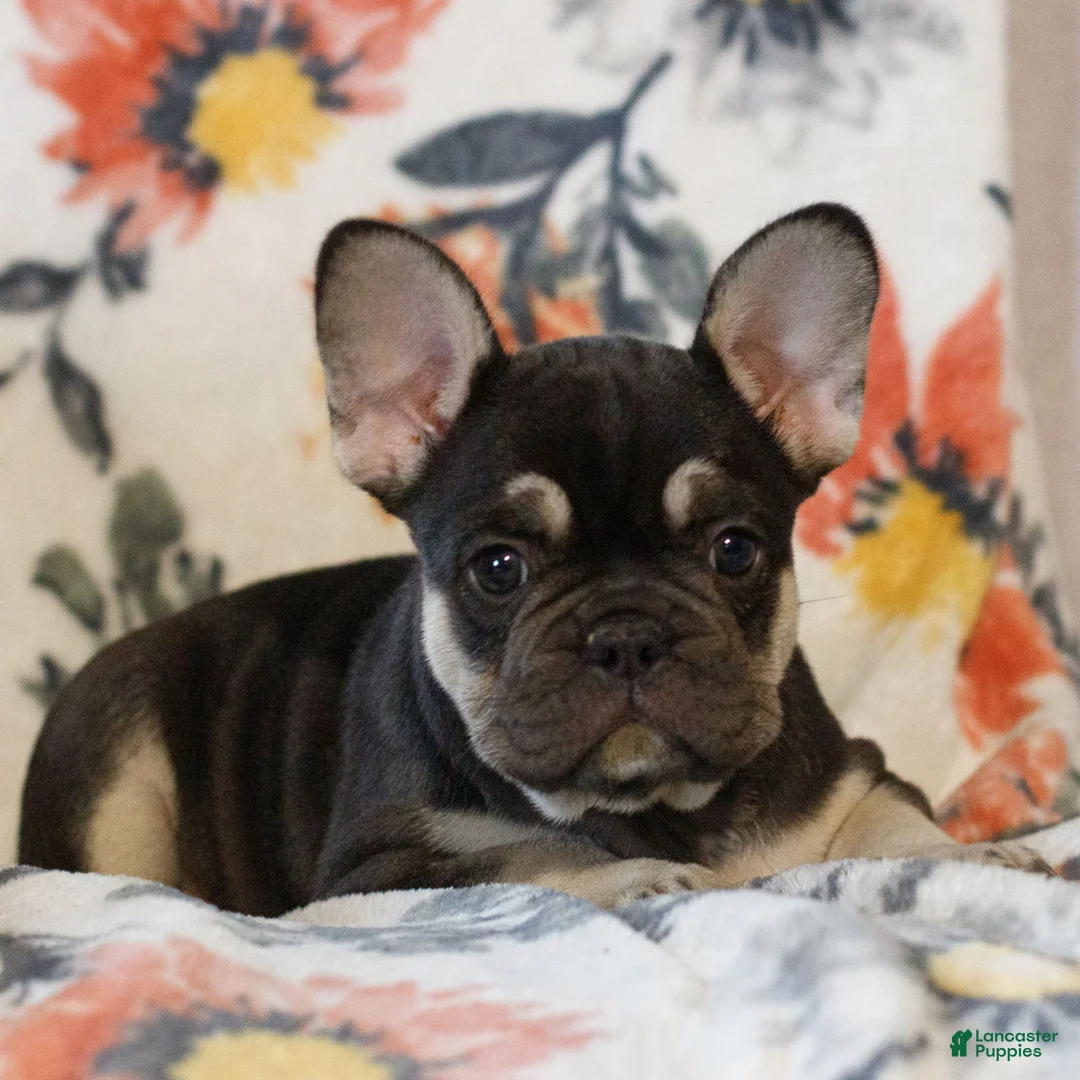 French Bulldog dogs for sale: Cassandra  - Ad 2