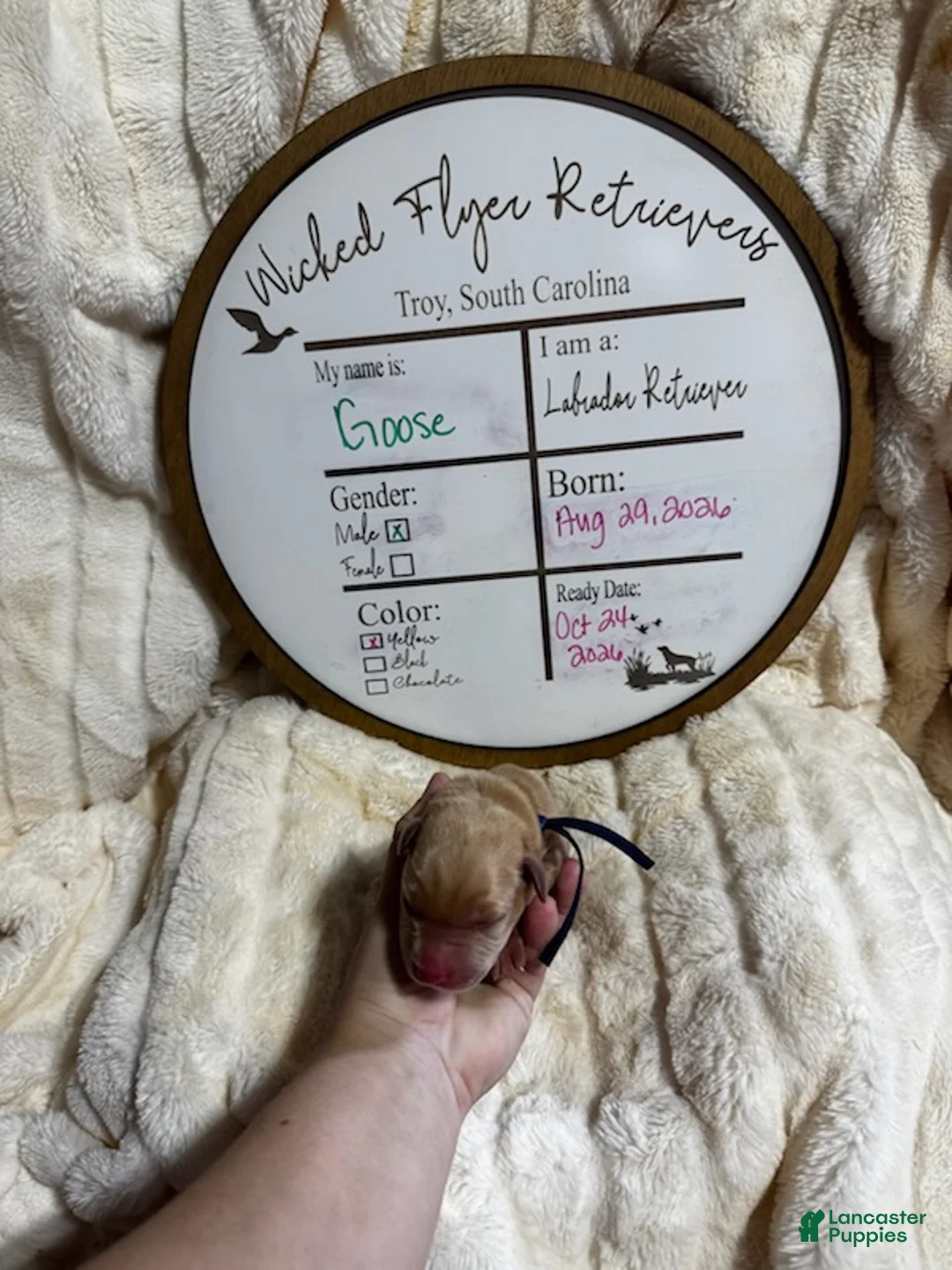 Labrador Retriever dogs for sale: Goose - Ad 1