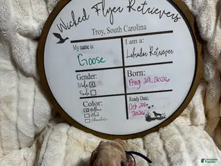 Labrador Retriever dogs Goose - Ad 3