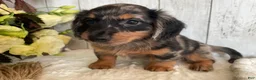 Miniature Dachshund dogs for sale: Lincoln  - Ad 10