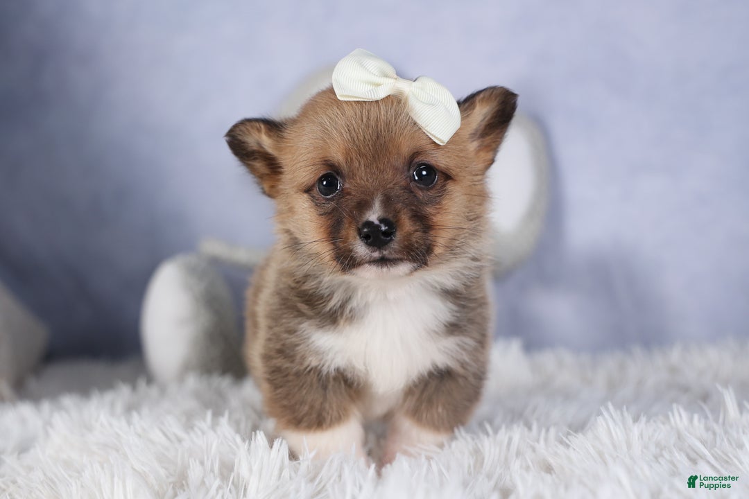 Welsh Corgi Pembroke dogs for sale: LITTLE CHIEF - Ad 6