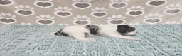 Mini Bernedoodle dogs for sale: F1b Tennessee - Ad 3